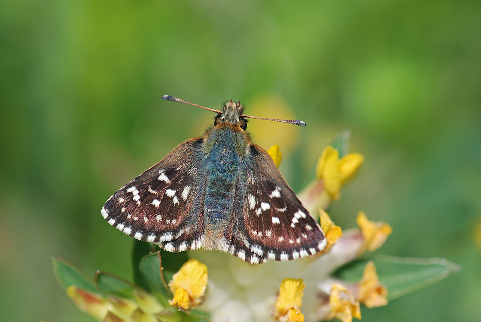 Da identificare - Spialia sertorius